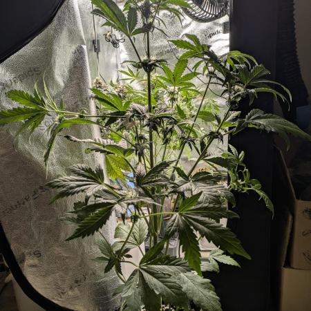 Butters' Breath - Mephisto Genetics