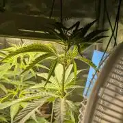 First time Speedrun Seeds: Terp Sneeze