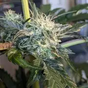 Butters' Breath - Mephisto Genetics