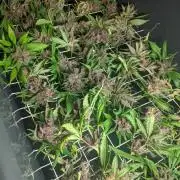 Tropicana Cookies FF & Orange Sherbet FF von Fastbuds