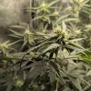Apollo Haze - mephisto genetics