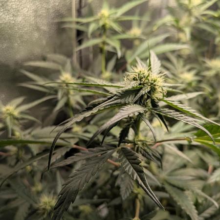 Apollo Haze - mephisto genetics