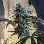 1st Time Mephisto: Double Grape Auto