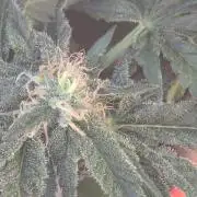 Trop-urkle tropicoma x Steve urkle