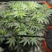 Trop-urkle tropicoma x Steve urkle