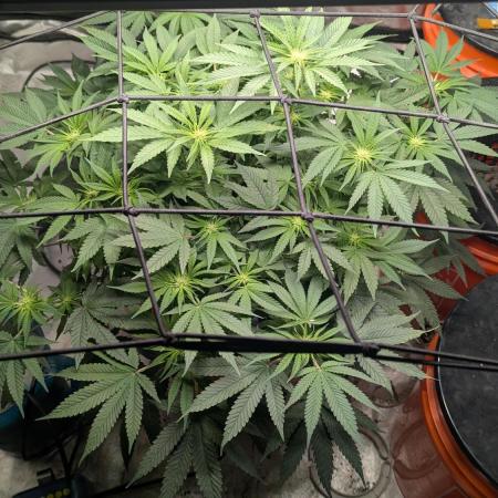 Trop-urkle tropicoma x Steve urkle