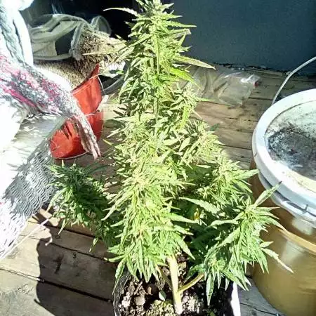 Feminized Lemon Automatic