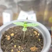 Kannabias Karibbean Mango