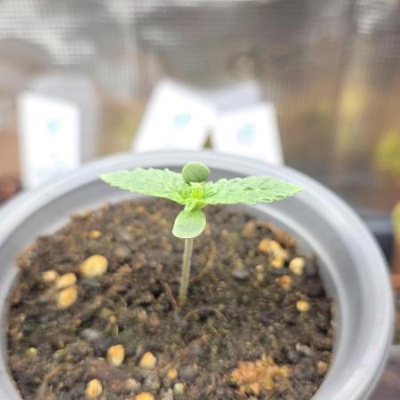 Kannabias Karibbean Mango