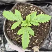 Lazyboyseeds Baked in Hossegor