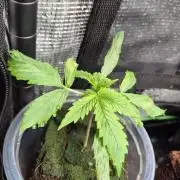 Eternity Grow Cup 2026