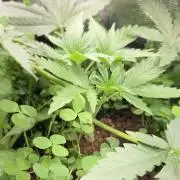 T.H.Seeds Bubble Banana Gum