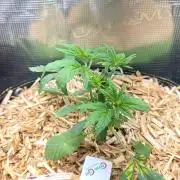 Blimburns Bubble Gum Sherb