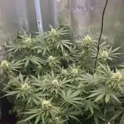 Afghan Noir