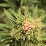 Kekse aus den Tropen