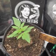 CCG / Sensi Malibu OG Gold