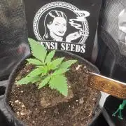 CCG / Sensi Malibu OG Gold