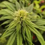 Gorillamelon (Pringles-Cup)