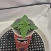 Gorillamelon (Pringles-Cup)