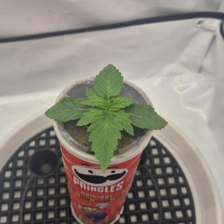 Gorillamelon (Pringles-Cup)