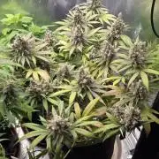 Kannabia Candy Cream Go Fast