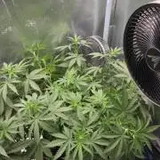 T.H.Seeds Bubble Banana Gum