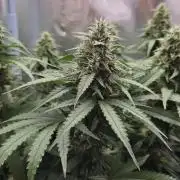 Kannabia Sunset Sherbet Go Fast
