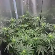 Afghan Noir