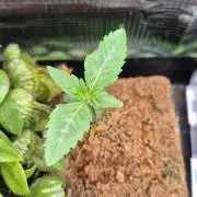 Sensis Cherry Strudel