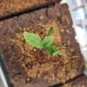 Lazyboyseeds Baked in Hossegor