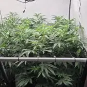 Kannabias Karibbean Mango