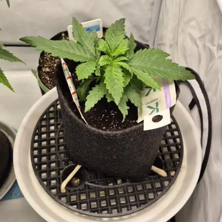 Kush für Karen