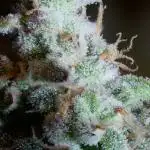 Schwarzes Mondgestein