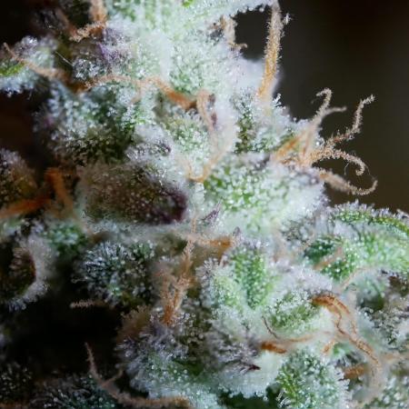 Schwarzes Mondgestein