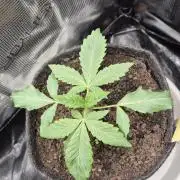 Sensis Cherry Strudel