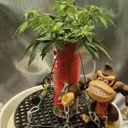 Gorillamelon (Pringles-Cup)