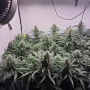 Kannabias Cherry Dream