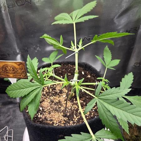 CCG / Sensi Malibu OG Gold