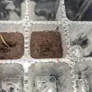 Eternity Grow Cup 2026