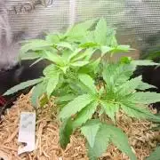 Blimburns Bubble Gum Sherb
