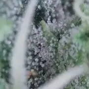 Kannabias Cherry Dream