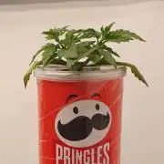 Gorillamelon (Pringles-Cup)