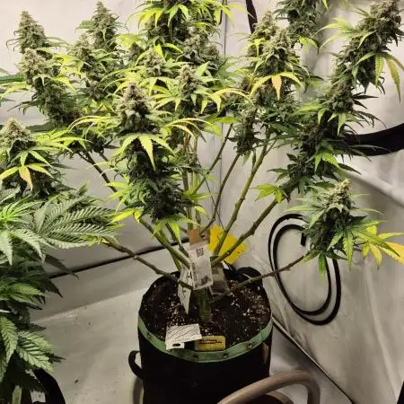 Schwarzes Mondgestein