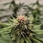 Kekse aus den Tropen