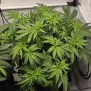 Kannabias Karibbean Mango