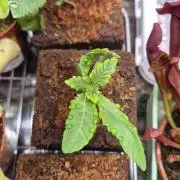 Lazyboyseeds Baked in Hossegor