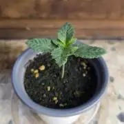 Kannabias Karibbean Mango