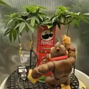 Gorillamelon (Pringles-Cup)
