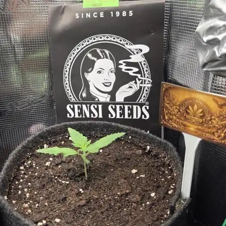 CCG / Sensi Malibu OG Gold