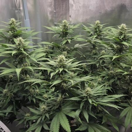 Kannabia Sunset Sherbet Go Fast